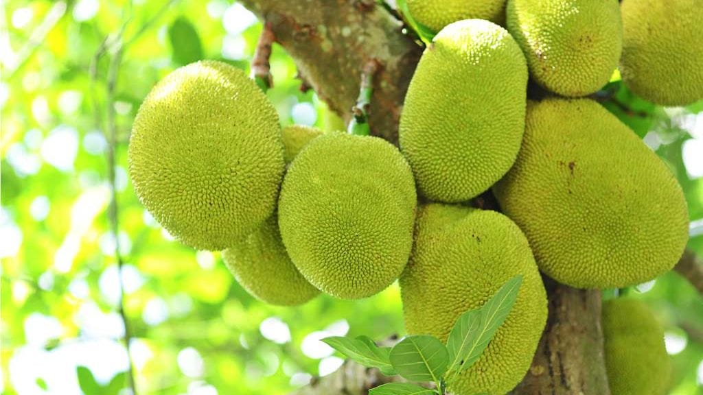 Jakkihedelmän suosion uskotaan kasvavan vuoden 2017 aikana.