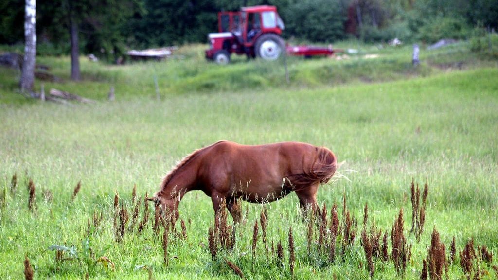 Vieskerin Taiga nähdään pitkästä aikaa kilparadoilla, hevonen starttaa Toto4-kierroksen kolmannessa kohteessa. Kuvituskuva.