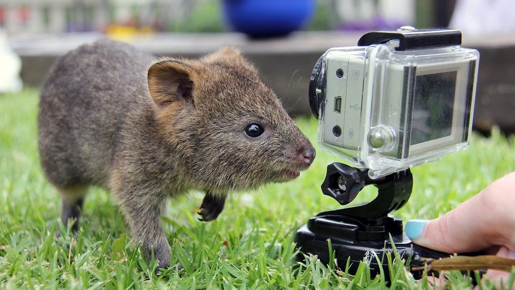 Kuvan puolivuotias lyhythäntäkenguru eli quokka on ikuistettu Tarongan eläintarhassa Sydneyssä.