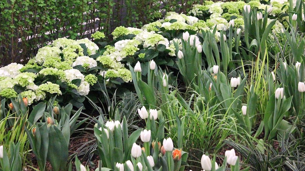 Istuta oikein: anna kukille tarpeeksi tilaa kasvaa ja valitse yhteen sopivia kukkia.