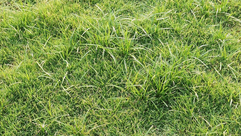 Kannattaa miettiä minkälaisia ominaisuuksia ruohonleikkurilta kaipaa.