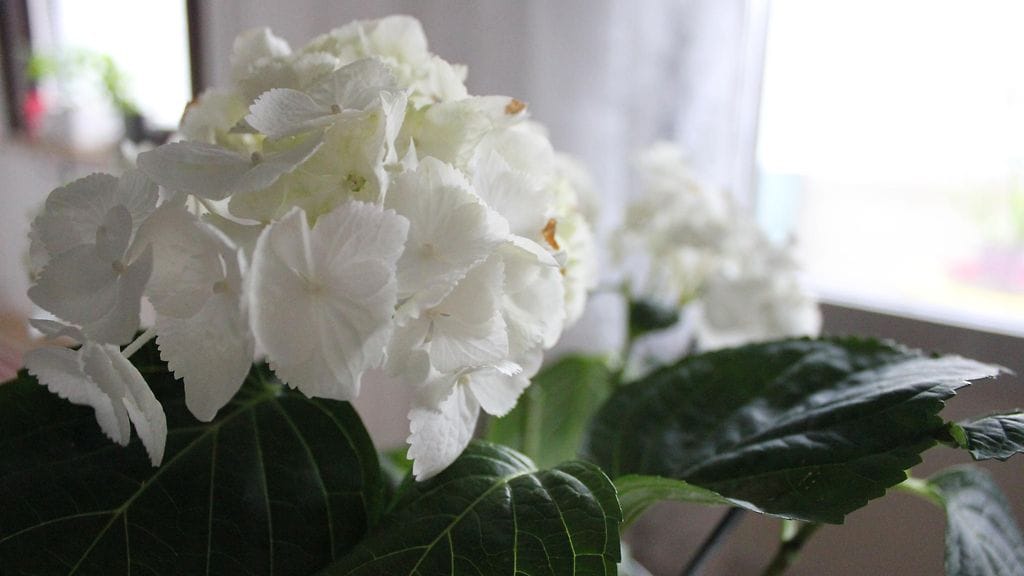 Hortensia viihtyy varjossa ja kosteassa mullassa.