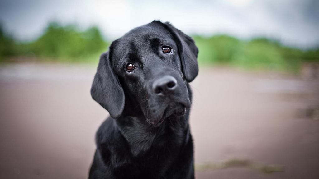 "Veisitkö sinä minut kotiin?"