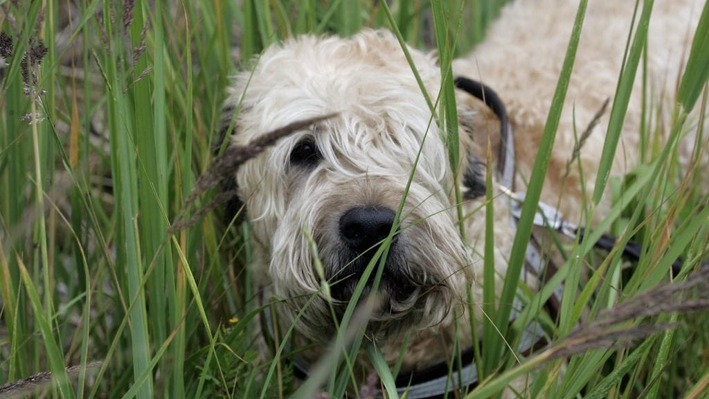 Punkit vaanivat vehnäterrieriä ruohikossa. Kuvituskuva.
