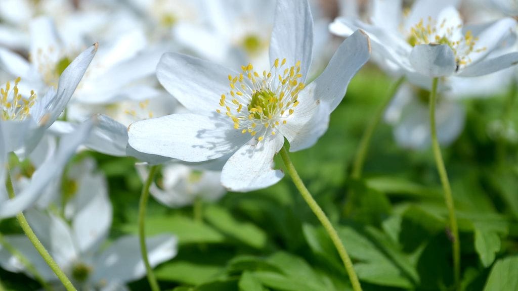 Poimi äidille ainakin kimpullinen valkovuokkoja.