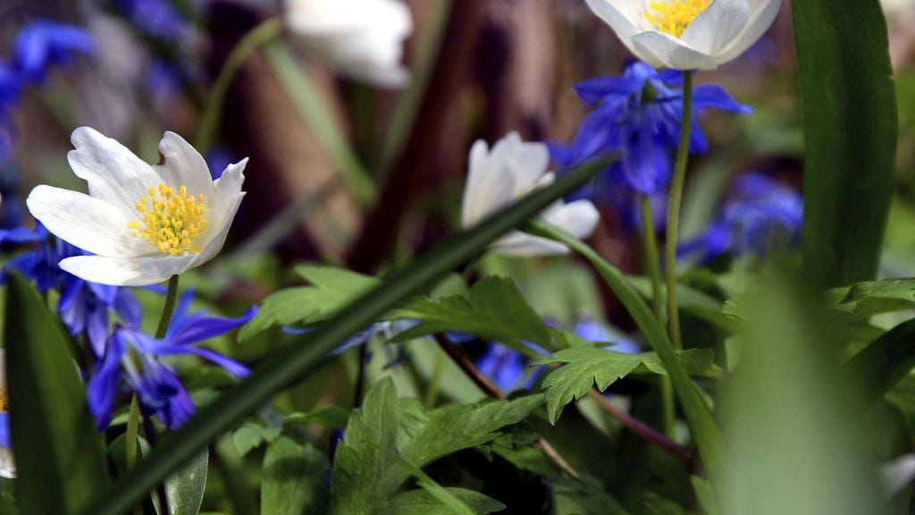 Poimi äidille kimppu valkovuokkoja tuliaisiksi.