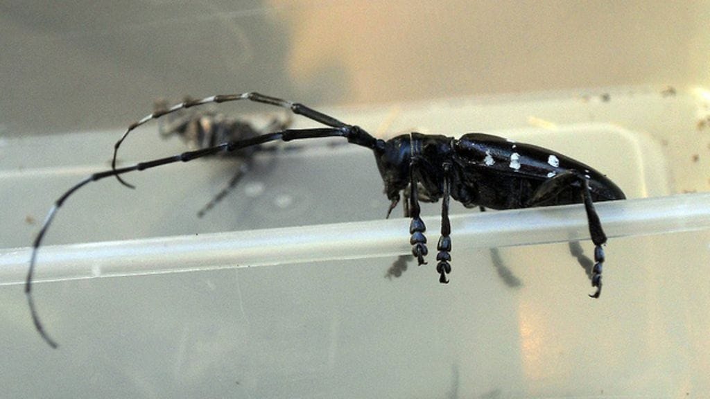 Aikuinen aasianrunkojäärä. Kuva: Salla Hannunen.