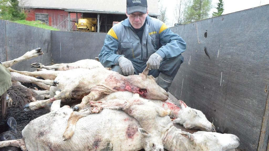 Lammas raadeltu Punkalaitumella.