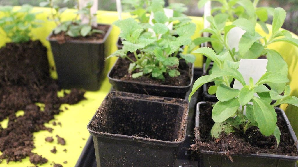 Yrttikumppanit parantavat kasvisten makua.