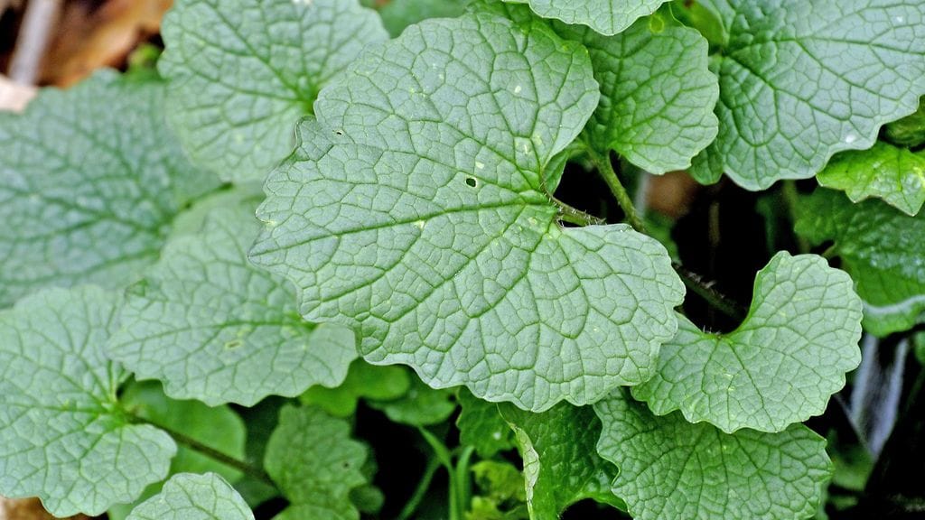 Litulaukka on hieman tuntemattomampi villiyrtti.