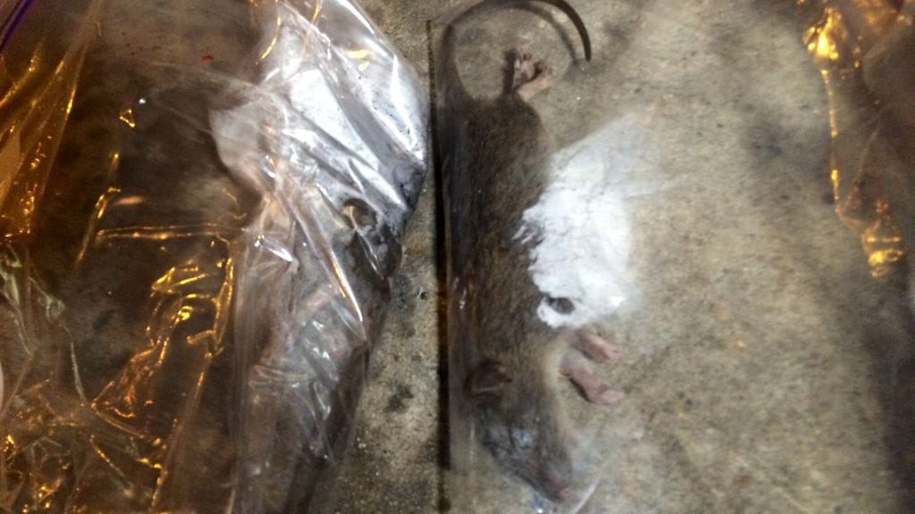 Rottajahti New York koirat