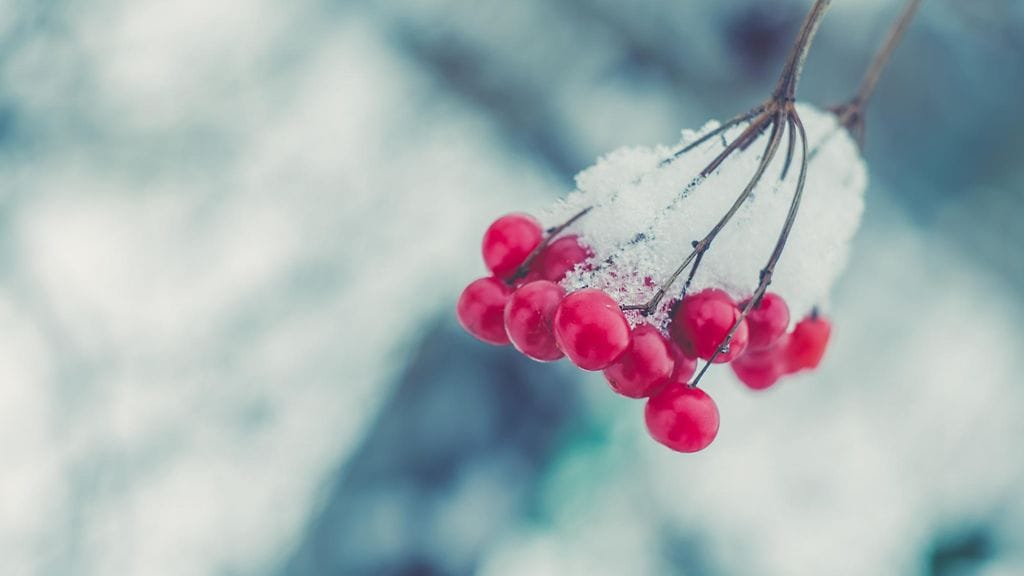 Talven vähälumisuus voi vaikuttaa tulevaan marjasatoon.