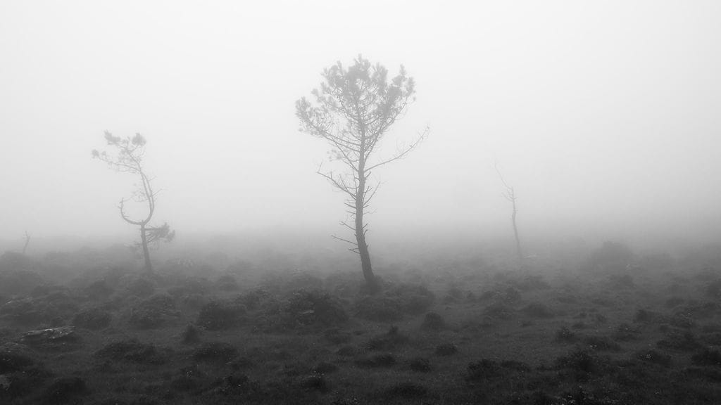 Mustavalkoinen kuva puun taimesta