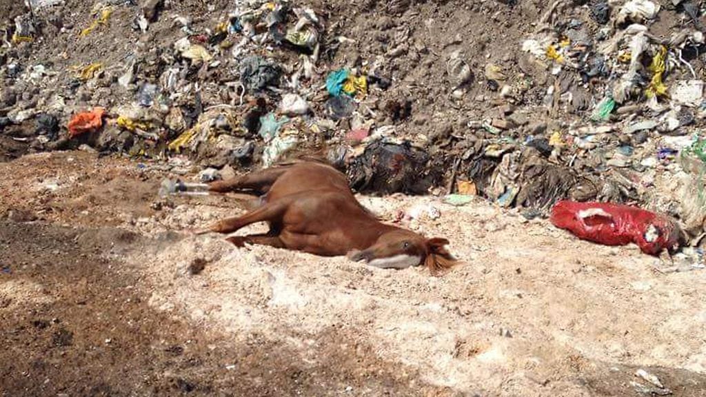 Kaatopaikalle oli tuotu hevosenraato. Kuvakaappaus Facebookista.