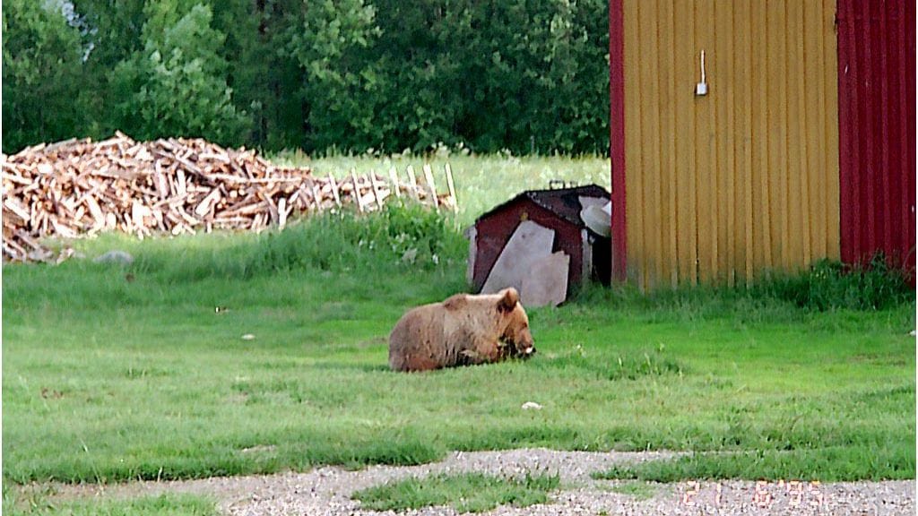 Tämä karhu oleili kaikessa rauhassa pihapiirissä Ilomantsissa vuosia sitten. Karhut voivat saada nyt niskaansa kipeiltä tuntuvia muoviammuksia.