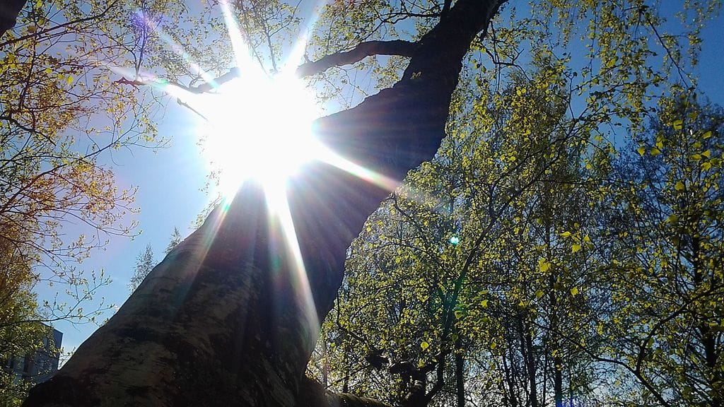 Lämpötilat nousevat ensi viikolla laajalti yli 20 asteeseen. Jarkko Yläsen kuvassa puu kylpee kevätauringossa toukokuussa 2015.