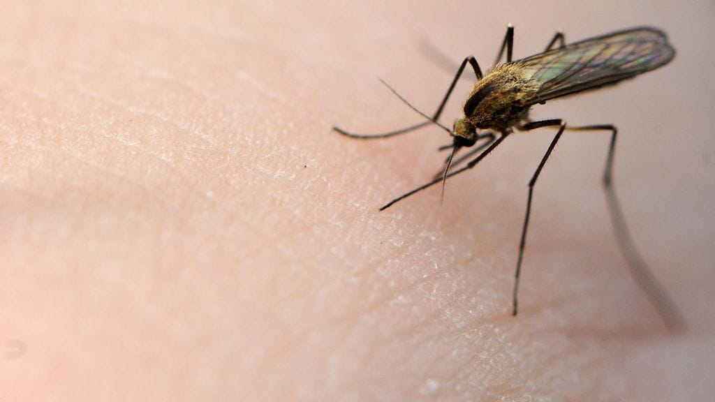 Naarashyttyset imevät verta ravinnokseen, jotta ne pystyisivät tuottamaan munia.