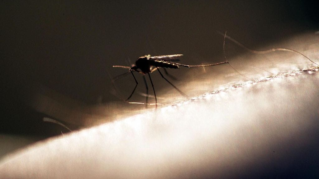 "Pitää muistaa, että paikalliset vaihtelut voivat olla suuria", sanoo hyönteistutkija Reima Leinonen.