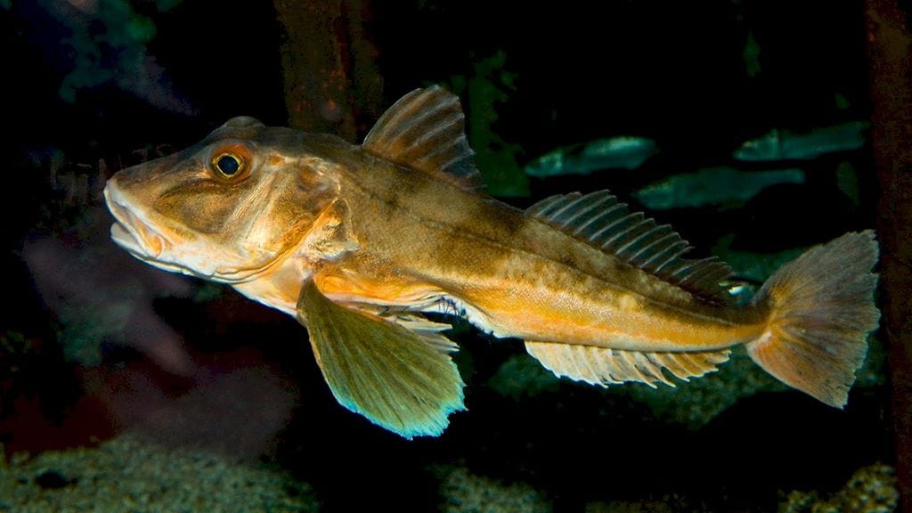 Tässä kuvassa isokurnusimppu on 400 grammaa hoikempi ja tikit näkyvät.