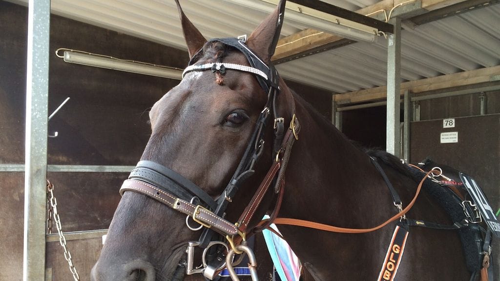 Global Kid lähti Forssasta takaisin Tapio Mäki-Tulokkaan kotitalliin 2000 euroa rikkaampana.