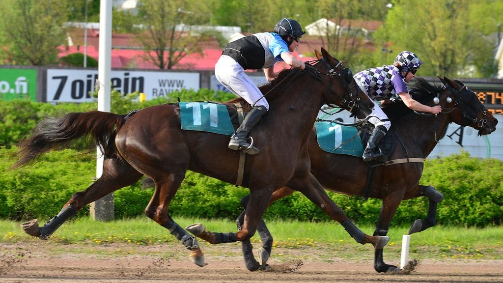 MTV Maxilla perehdytään lauantaina montén eli raviratsastuksen saloihin.