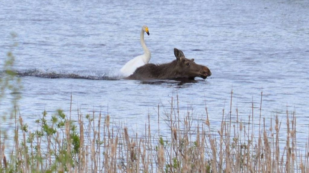 Riia Paasimaa ikuisti joutsenen hirvelläratsastuksen Hämeenlinnan Hattelmalajärvellä 27.5. 2015.