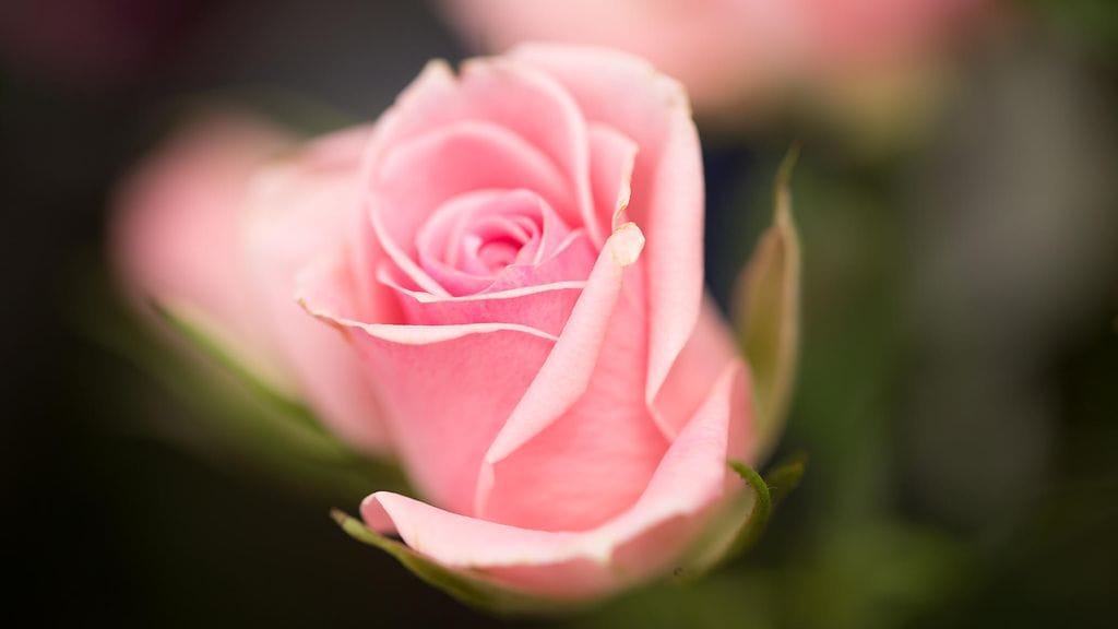 Miten sinua on kosittu?