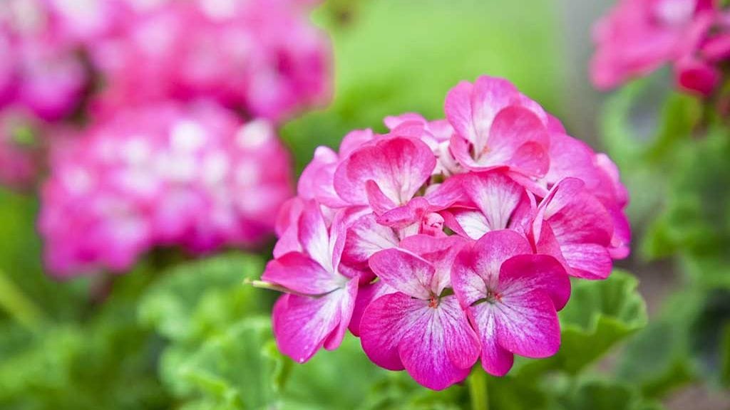 Pelargoni sietää paremmin kuivuutta kuin liikakastelua.