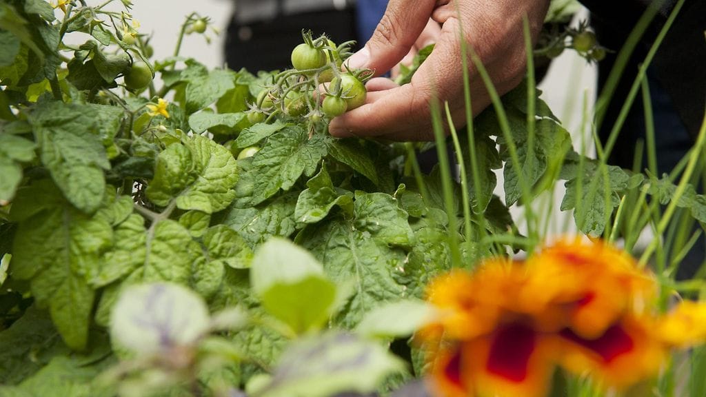 Samettikukka etualalla karkottaa tuoksullaan ikäviä tuholaisia pois kasvimaalta.