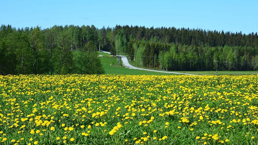 Alkava viikko on etelässä kesäisen lämmin ja pohjoisessa alkaa viiletä. Lukijan kuva: Maija Savolainen