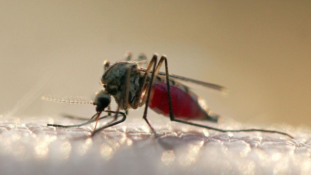 Älä anna hyttyselle ateriaa, valitse oikea karkote.