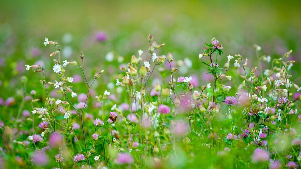 Mikä villiyrtti kuvastaa sinun luonnettasi parhaiten?
