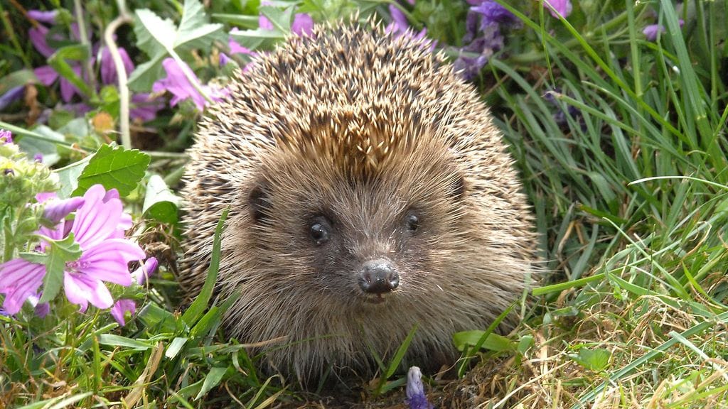 Ajelematon ruoho tarjoaa siilille suojaa.