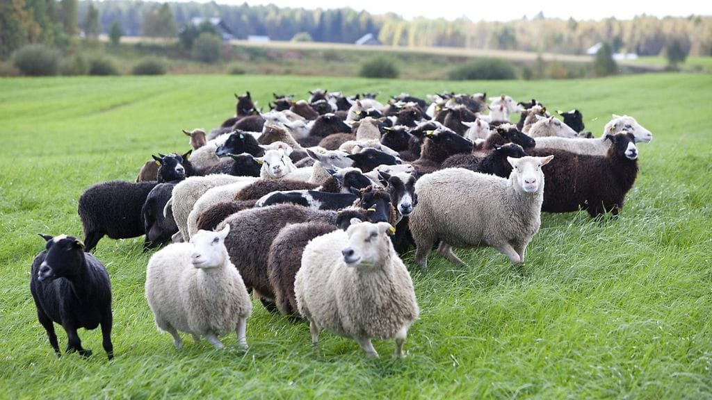Nainen tuomittiin yhdyskuntapalveluun lampaiden laiminlyönnistä. Kuvituskuva.