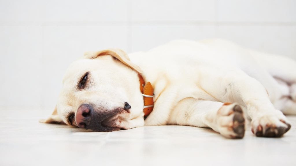 Vetämättömyys, läähätys, oksentelu tai ripulointi kertovat omistajalle, ettei koiralla ole kaikki hyvin.