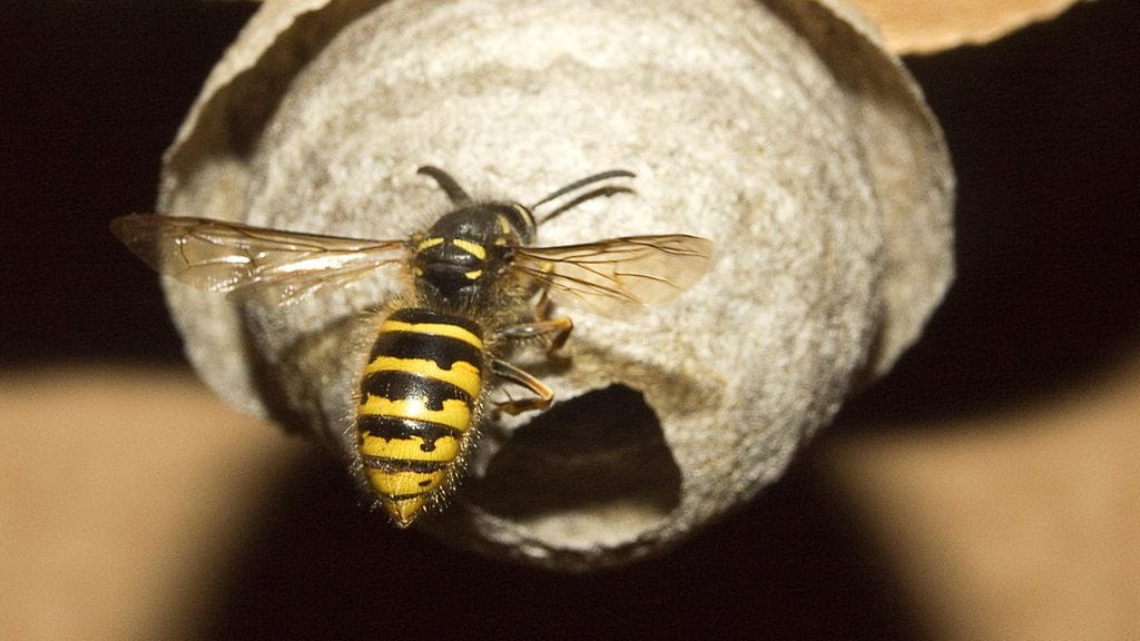Aikuisilla ja ikäihmisillä vakavan allergiareaktion riski on suurempi.