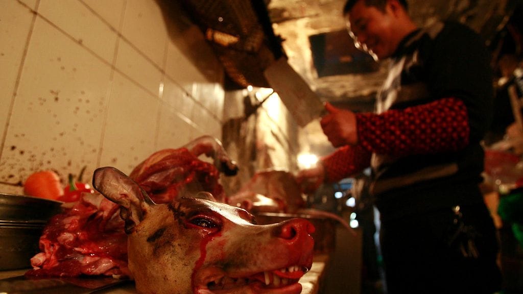 Koirien ja kissojen asema kohenee reilusti Taiwanissa uuden lain myötä.