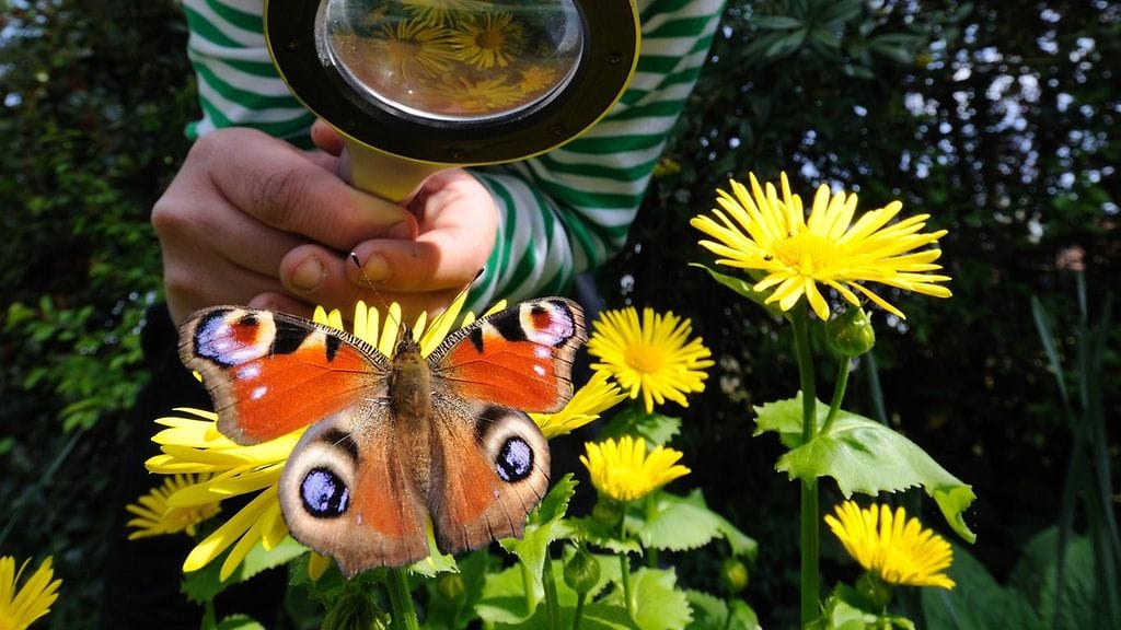 Perhoset kuuluvat kesään.