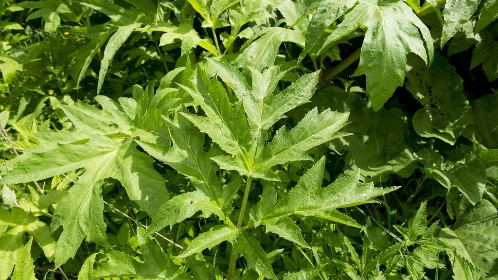 Jättiputkia Lohjalla 5. kesäkuuta 2012. Suurikokoiset jättiputket ovat levittäytyneet Suomessa yhä laajemmalle. Uudellamaalla Lohjalla on käynnissä mittava torjuntatyö, jossa kasveja yritetään hävittää sekä käsin että väkevämmin torjunta-ainein.