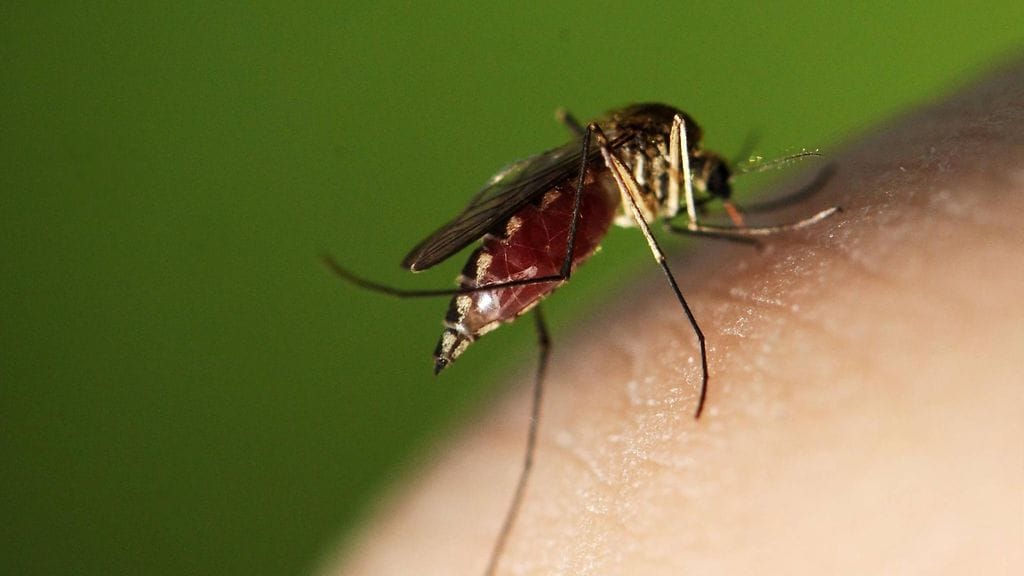 Sääski imee verta.