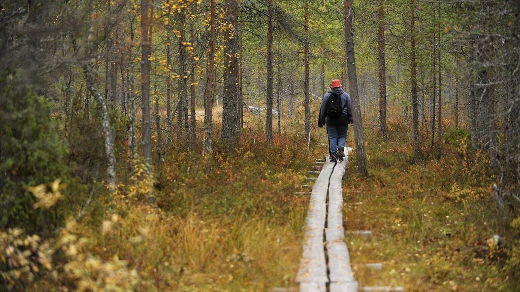 Retkeilijä Iivaaran vaelluspolulla Kuusamossa.