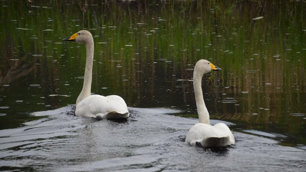 Sastamalasta löydetty huonokuntoinen laulujoutsen osoittautui lintuinfluenssatapaukseksi. Kuvan joutsenet eivät liity tapaukseen. Lukijan kuva.