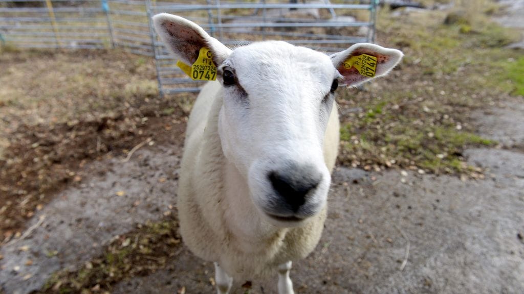 Eviran mukaan Suomessa halal-teurastus ei eläinten kohtelun ja hyvinvoinnin osalta poikkeakaan tavanomaisesta teurastuksesta.