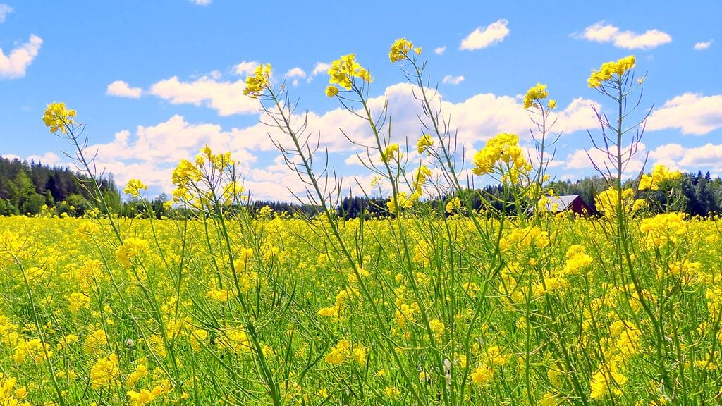 Etelä-Suomessa on lauantaina aina Jyväskylän korkeudelle asti poutaa ja aurinkoa. Sen sijaa Kuopiossa, Vaasassa ja Joensuussa saattaa tulla sateita. Lukijan kuva: Matti Hietala