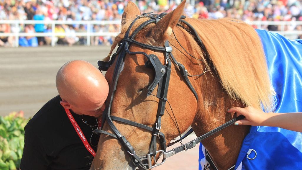 Ravikuningatar Saaga S on valmentaja Ilkka Pyysalon silmäterä.