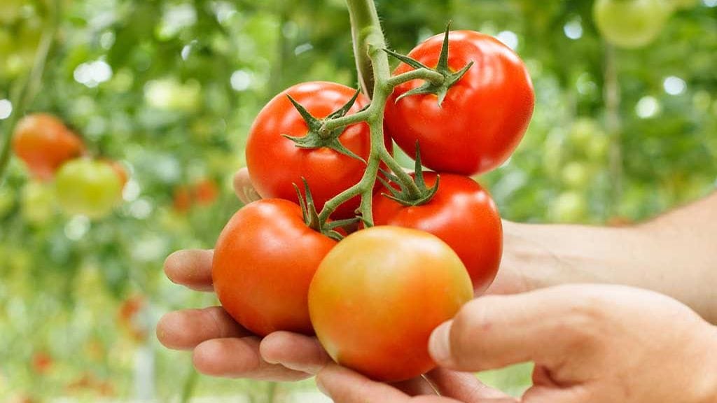 Helpoimmillaan perunat ja tomaatit voi kasvattaa ruukuissa.