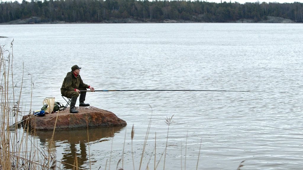 Suuret hauet saapuvat syksyn tullen matalammille vesille ja viihtyvät kaislikoissa. Kuvituskuva.