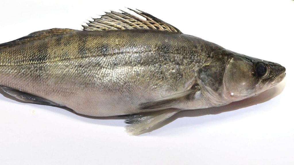 Kuha on tavallisesti tämän värinen, liha on valkoista.