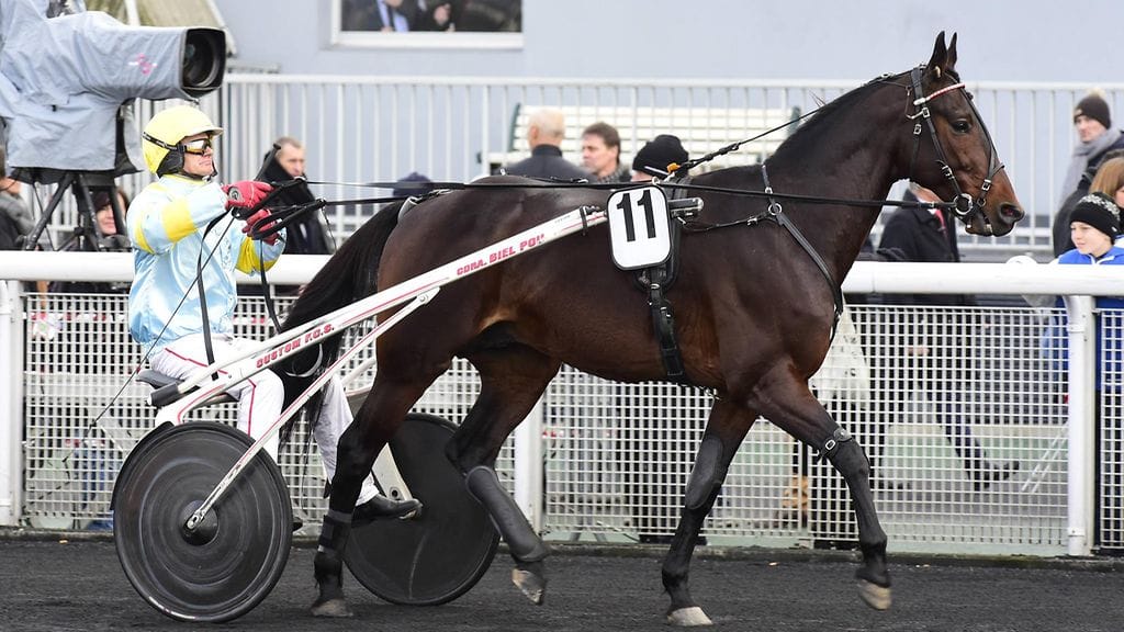 Eksoottinen espanjalaisravuri Trebol saapuu Ranskasta puolustamaan viime vuoden Kymi GP -voittoa.