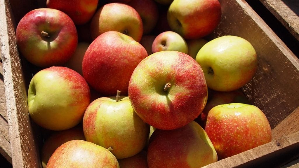 Luomuomenat voi syödä myös kuorineen.